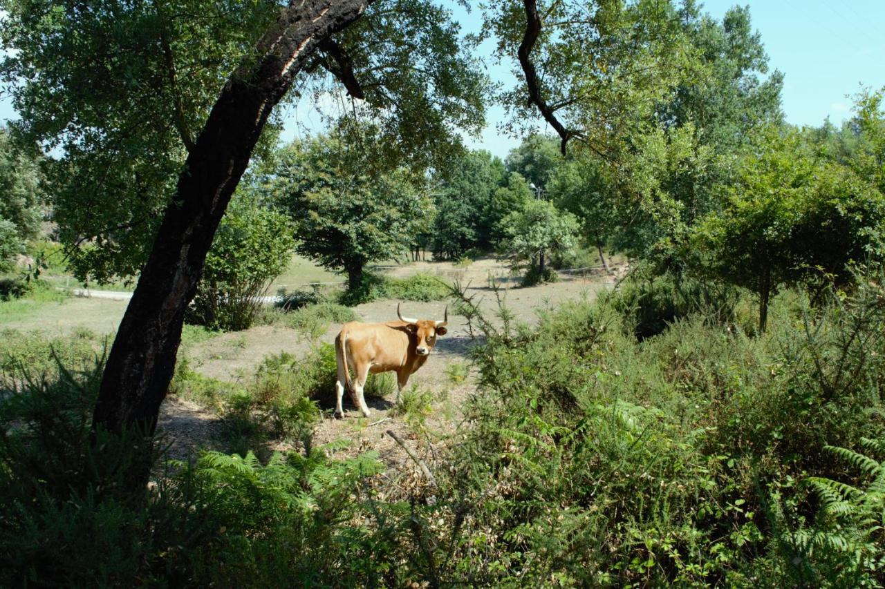 Quinta Castanheira Santa Comba Dao